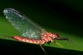 Ecdyonurus venosus